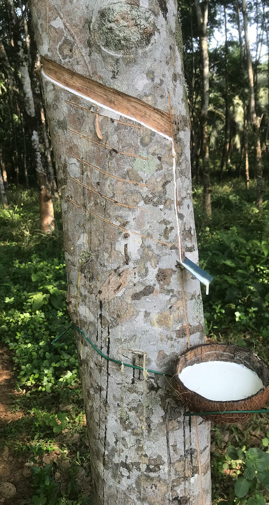 🌿 From Rubber Tree to Calculator Shell